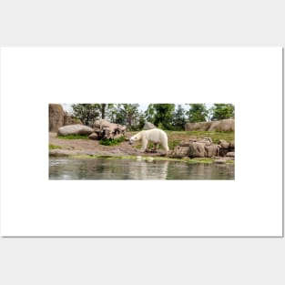 Polar bear walking by lake Posters and Art